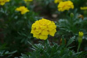 yellow marigold with more in background photo