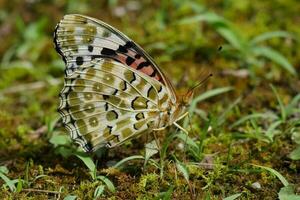 mariposa descansando en suelo foto