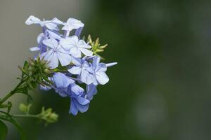 pálido azul hortensia foto