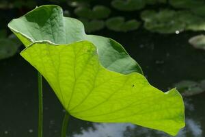 lotus leaf underside photo