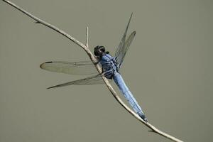 dragonfly resting on branch photo