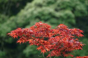 maple tree detail photo