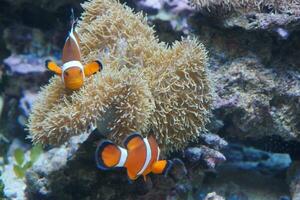 clown fish couple photo