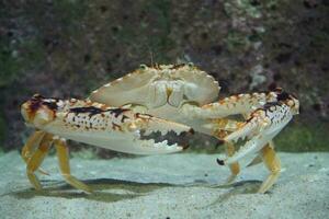 large crab facing the camera photo