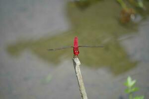 dragonfly on spike photo