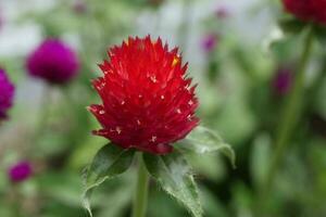 red thistle with pink thistles in background photo