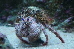 hermit crab in motion photo