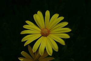 yellow margarita with dark background photo