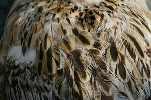 detail of duck plumage photo