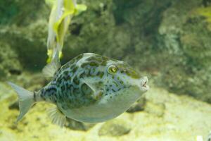 pufferfish near seabed photo