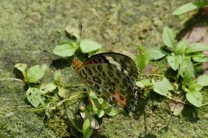 beautiful butterfly resting photo