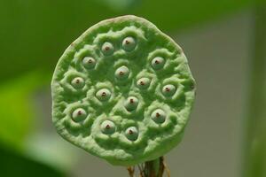 lotus seed head photo