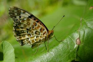 beautiful butterfly on leaf photo