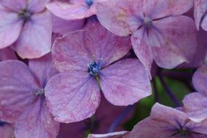 close-up photo of hydrangea flowers