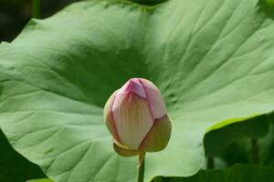 lotus flower head and leaf photo