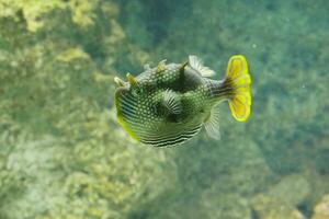 striped pufferfish facing left photo