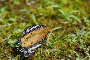 butterfly resting on ground photo