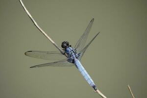 dragonfly on stick photo
