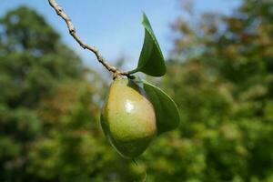 fruit on the tree photo