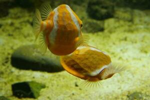 two orange pufferfish photo