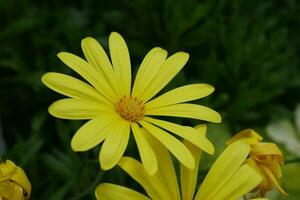 yellow margarita flowers photo