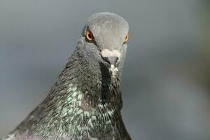 portrait of pigeon photo