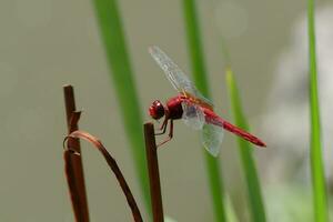 red dragonfly on reeds photo