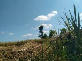 blue sky over the rice fields photo