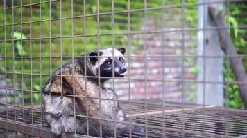 zibetto o mangusta o luwak bianca produttrice di caffè animale nel un' seduta gabbia poi si apre suo bocca e bastoni su suo lingua video