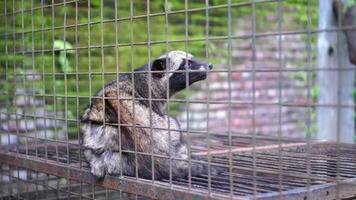 Civet or Mongoose or luwak , white cofee-producing animal in a sitting cage then opens its mouth and sticks out its tongue video