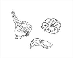 Hand drawn garlic set. Garlic line drawing vector on white background