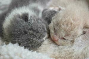 newborn kitten, sleeping photo