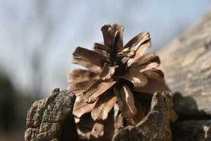 Dry pine cones, close-up photo