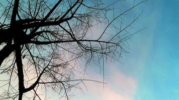 crear belleza paisaje, con rosa, azul cielo mirando arriba sin hojas árbol. naturaleza atmósfera noche es brillante y encantador en campo, tailandia foto