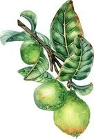 rama de árbol con Tres guayaba frutas acuarela ilustración aislado en blanco antecedentes. tropical planta guayaba con verde hojas mano dibujado. diseño elemento para envase, embalaje, etiqueta, póster vector