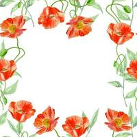 Watercolor seamless floral pattern frame of poppieas red meadow flowers background for decor vector