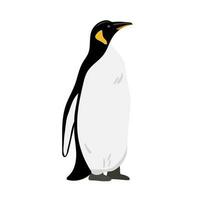 King Penguin. Flat vector illustration isolated on white. Polar animal