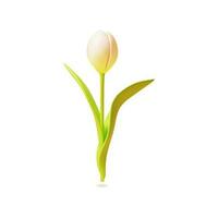 3d White Tulip Flower Cartoon Style. Vector