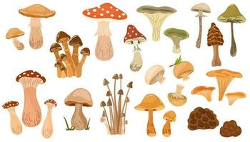 Mushrooms set. Poisonous and edible mushroom, chanterelle, cep, amanita and truffle isolated vector illustration set. Forest wild mushrooms types. Organic porcini and chanterelle, poisonous fungus.