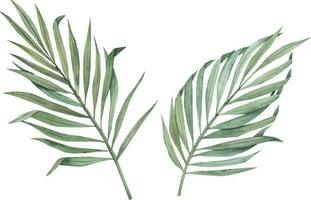 Set of tropical palm leaves isolated without background. Watercolor exotic plant. Botanical illustration. vector