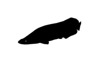 Silhouette of the Fish Arapaima, or pirarucu, or paiche, for Icon, Symbol, Pictogram, Art Illustration, Logo Type, Website or Graphic Design Element. Vector Illustration