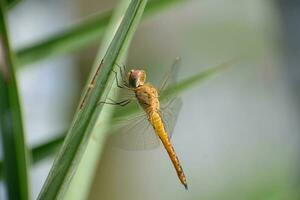 Pantala flavescens dragonfly is sleeping on the leaf photo