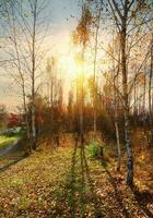 Birches and autumn photo