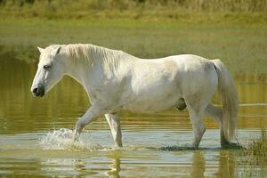 blanco caballo caminando en un estanque foto