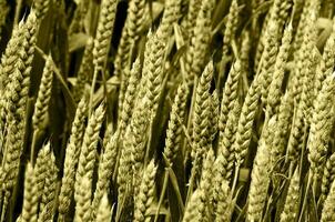 Close up of Green Wheat photo