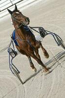 Harness Racing Close up photo