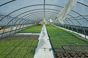 Greenhouse full of plants photo