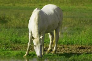 camarga blanco caballo foto