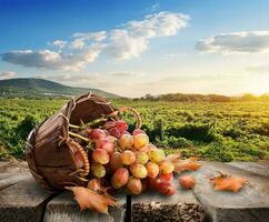 Grapes and vineyard photo