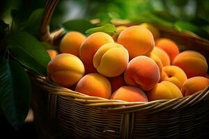 Basket of Apricots photo